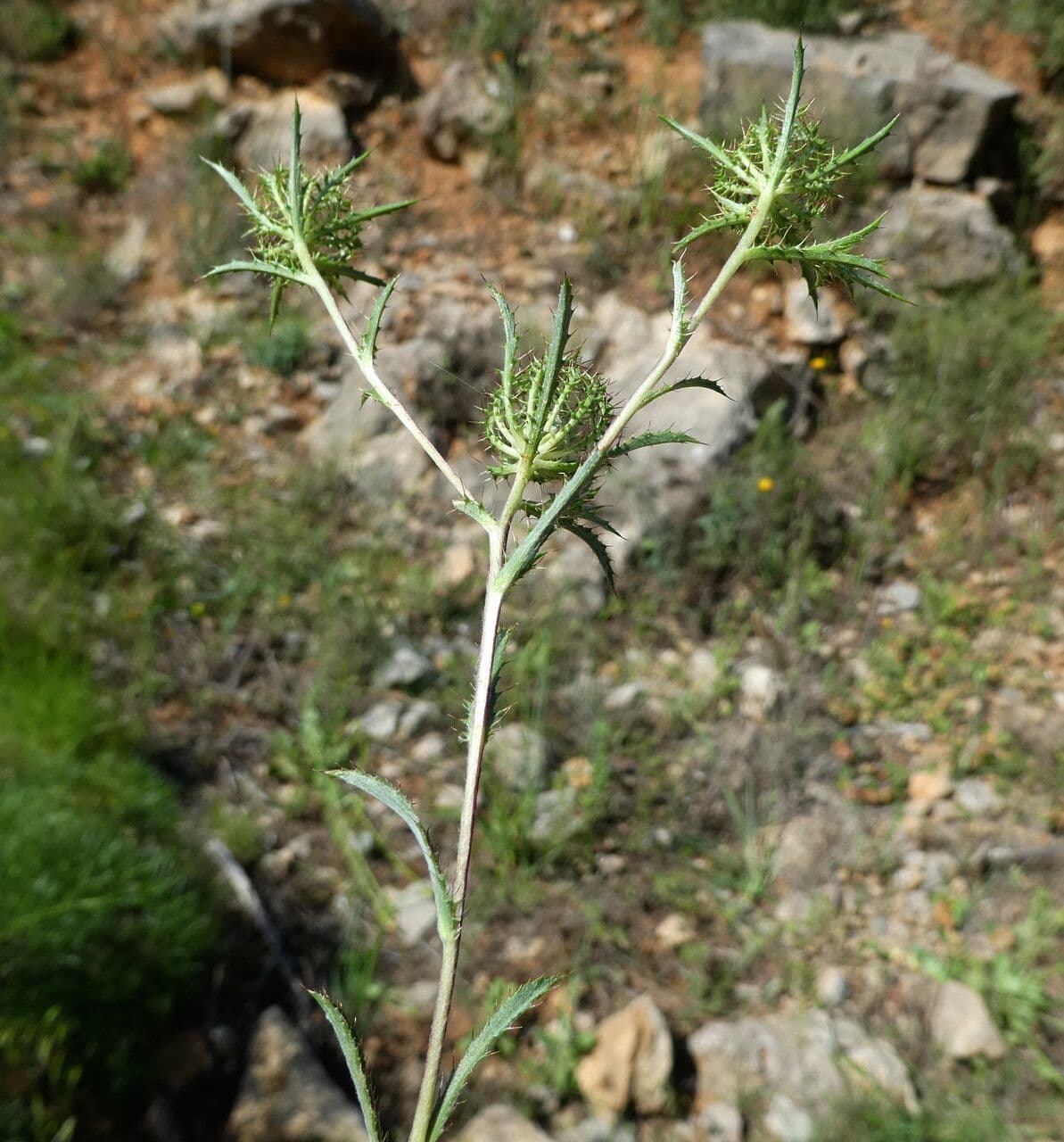 Atraktylis 28