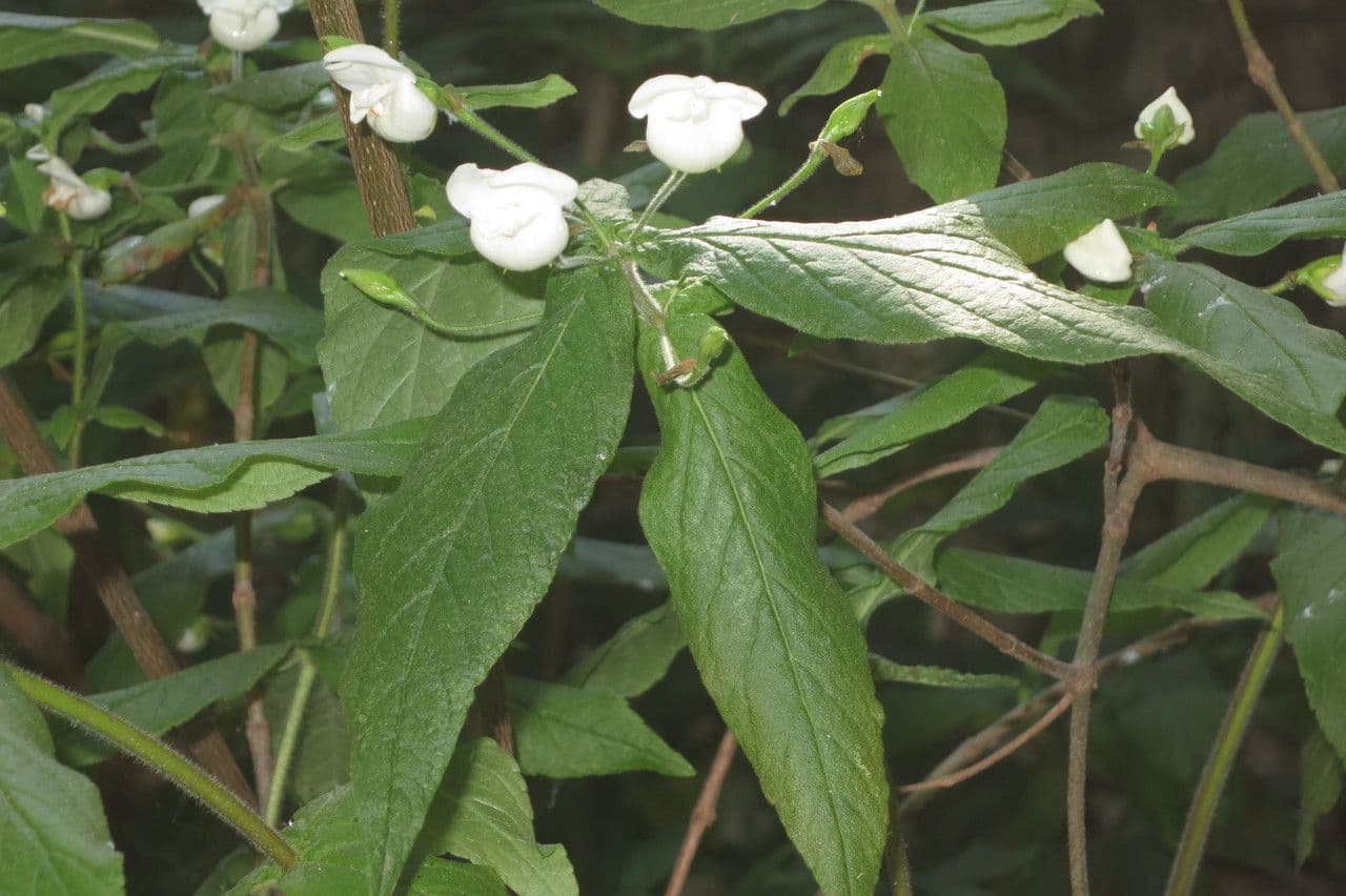 Bowkeria 8