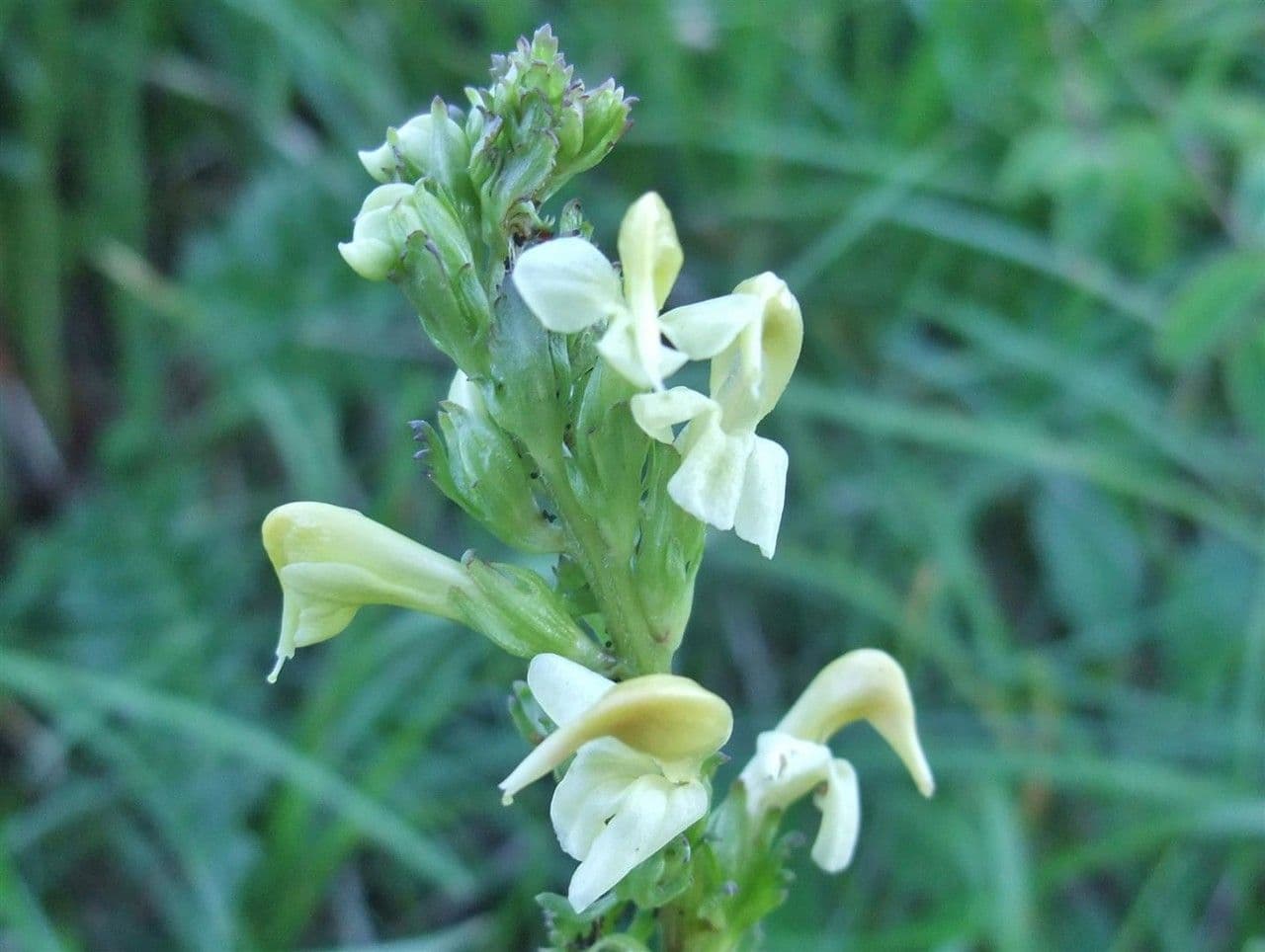 Pedicularis ascendens 4