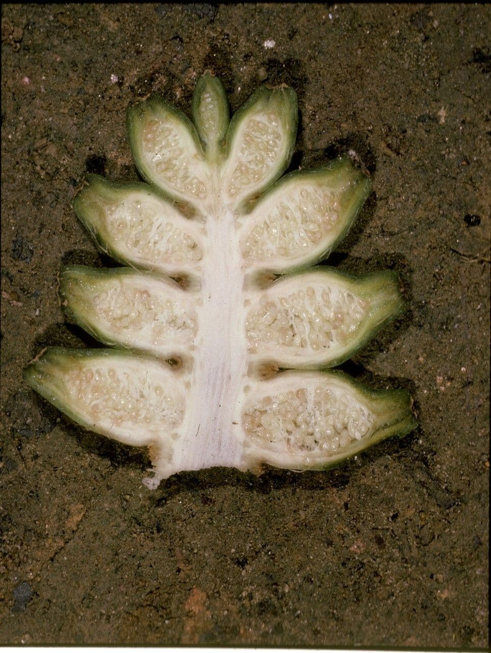 Cyclanthus 3