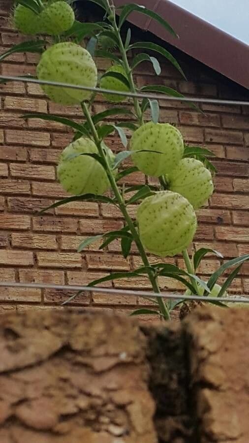 Gomphocarpus physocarpus 5
