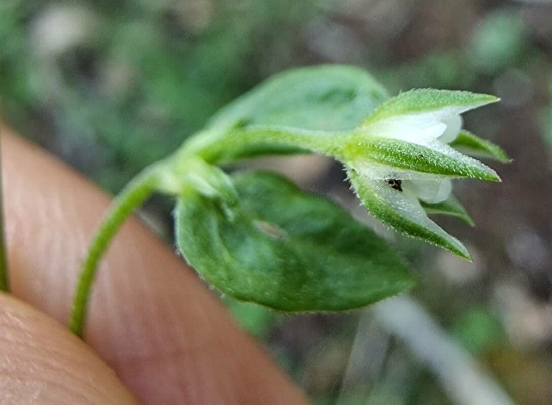 Moehringia a tre nervi 7