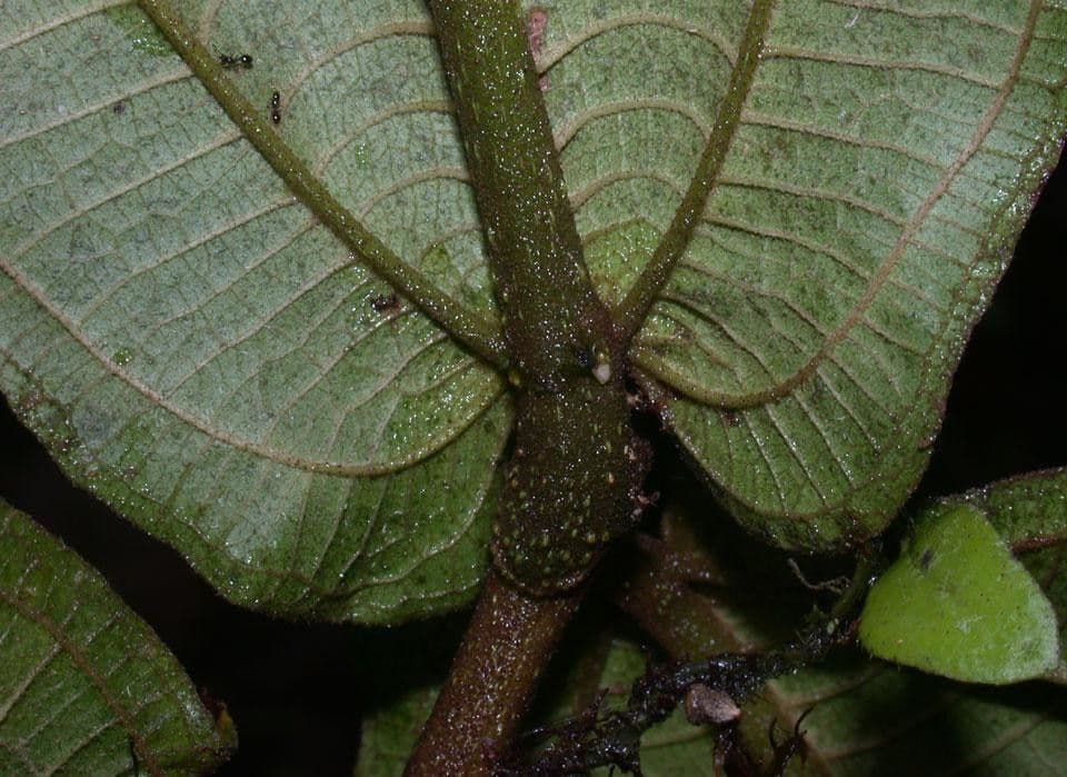 Miconia 14