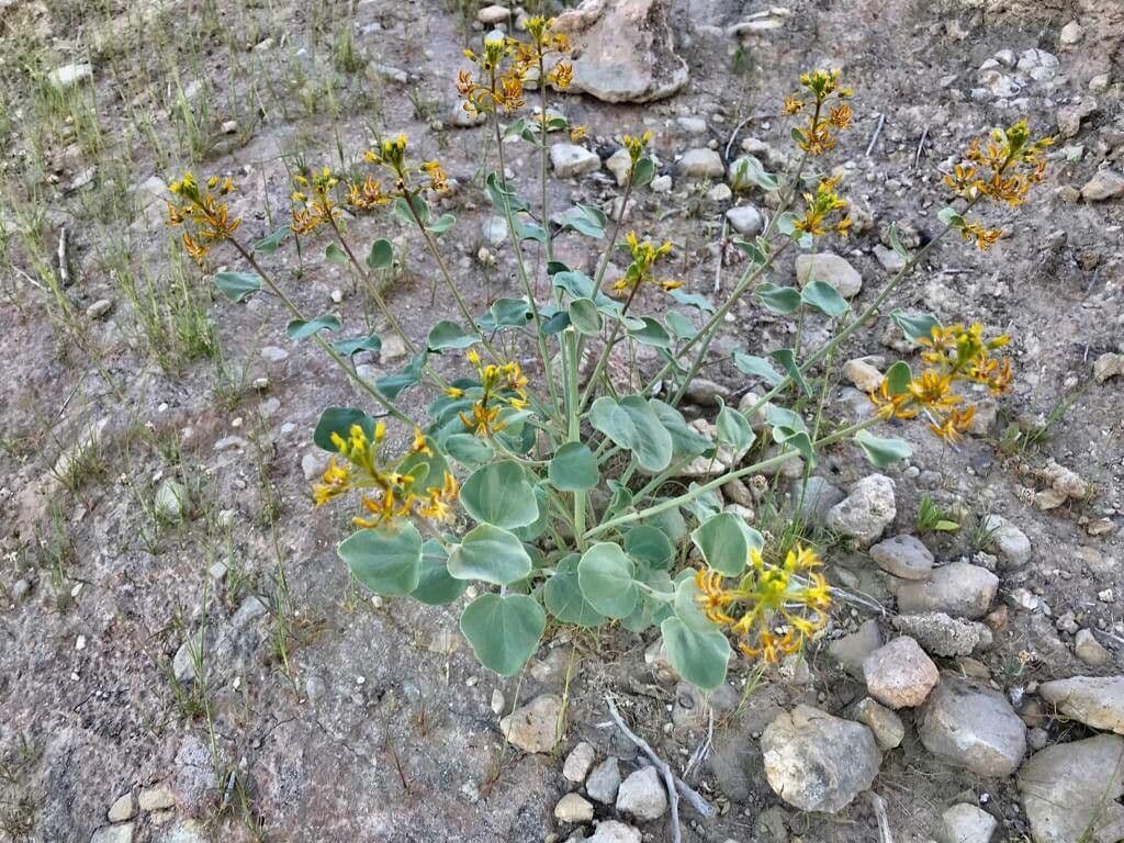 Cleome 8