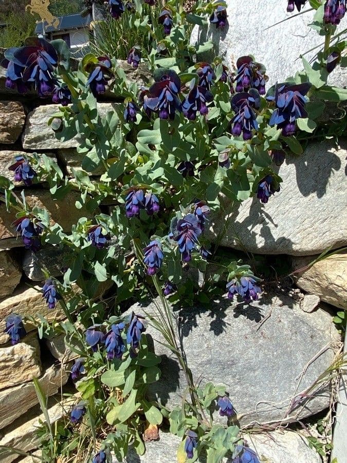 Cerinthe maggiore 14