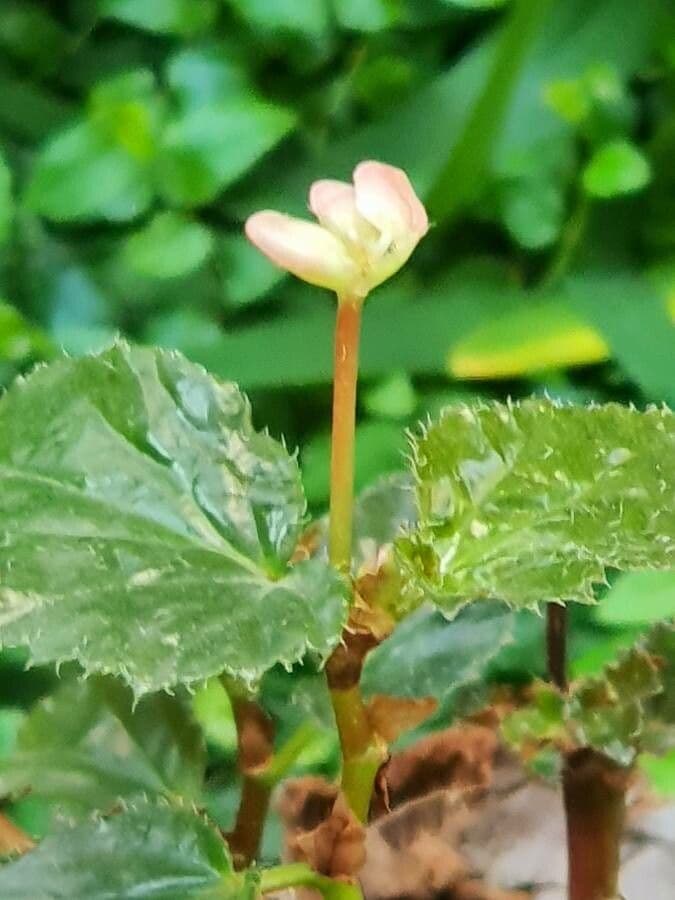 Begonia 4