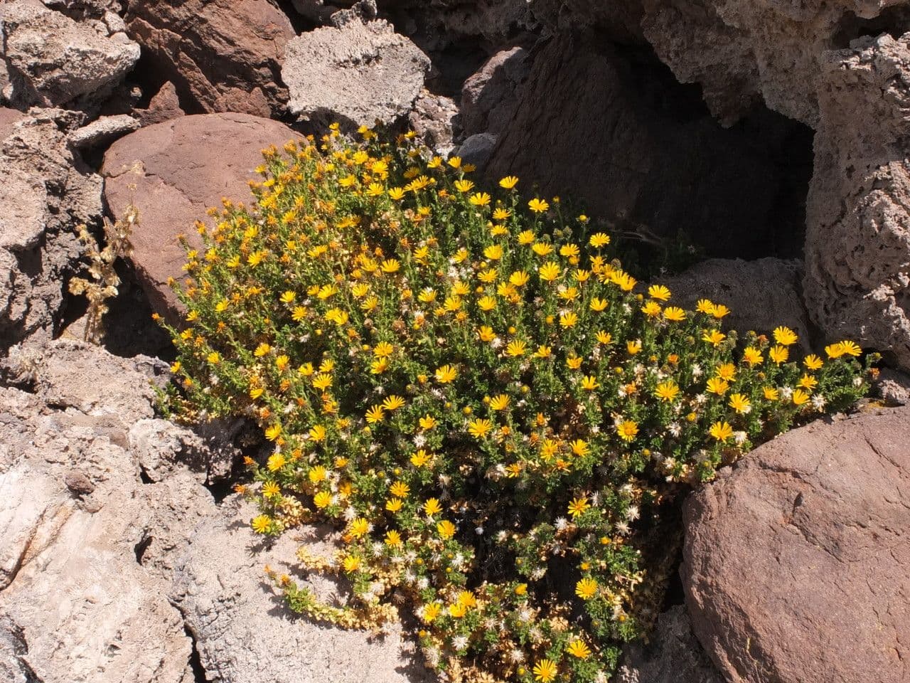 Haplopappus 8