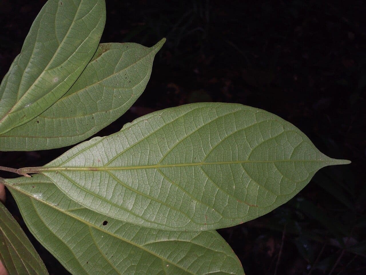 Ocotea 3