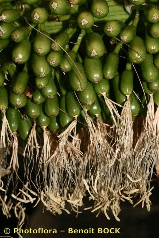 Agave lanuginosa 3