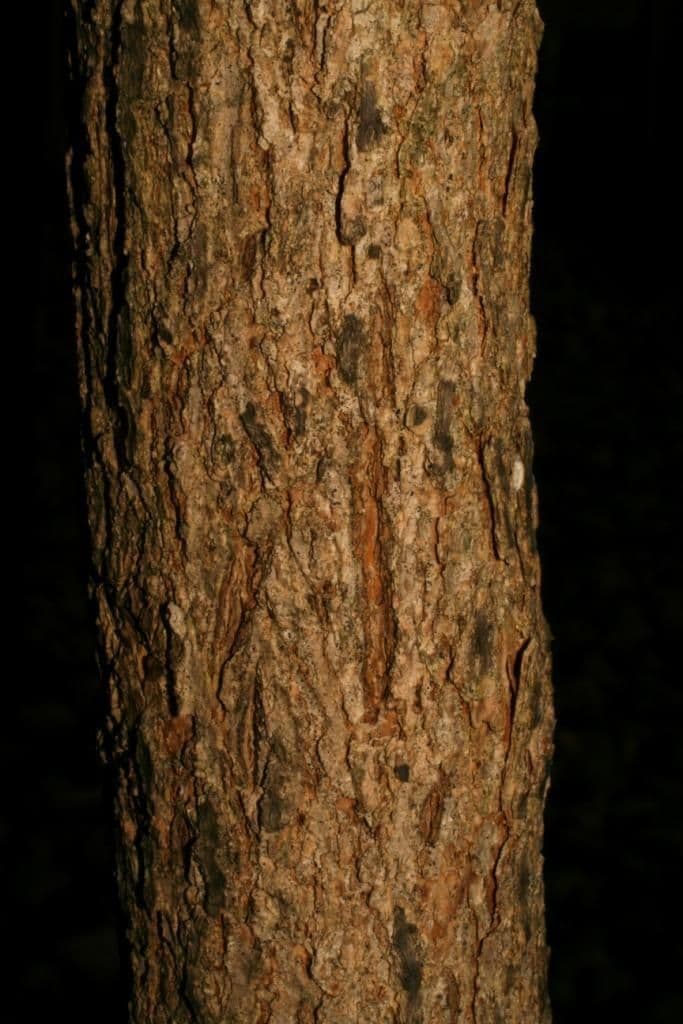 Vierkantiger Esche 11