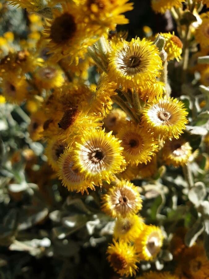Elicriso 5