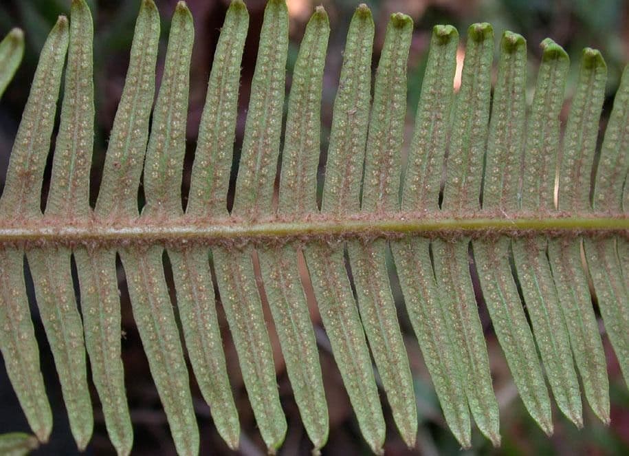 Sticherus 9