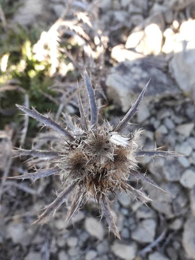 Carlina corimbosa 4