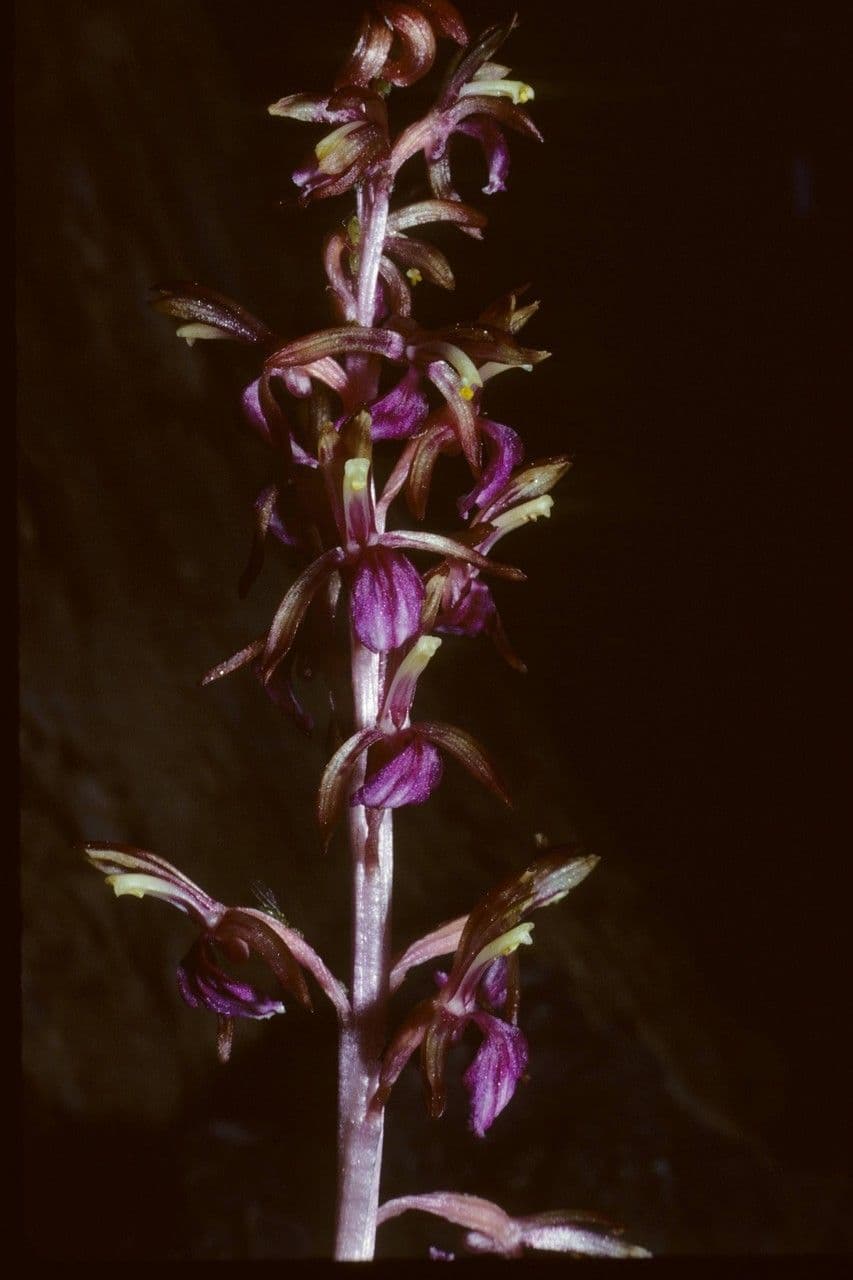 Corallorhiza 3