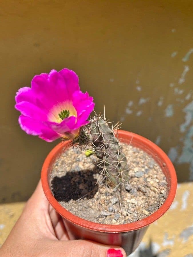 Cactus a cinque lobi 7