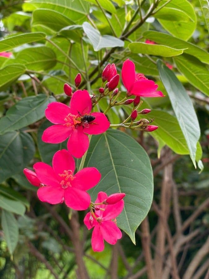 Jatropha integerrima 8