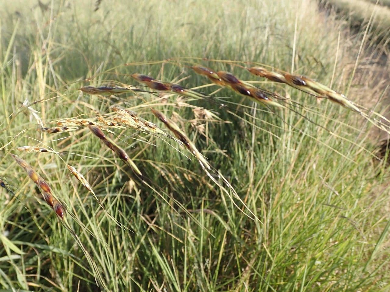 Sirok 20