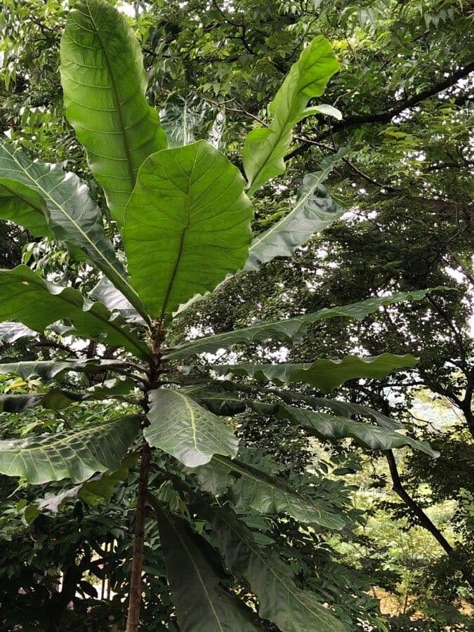 Forest big-leaf 15