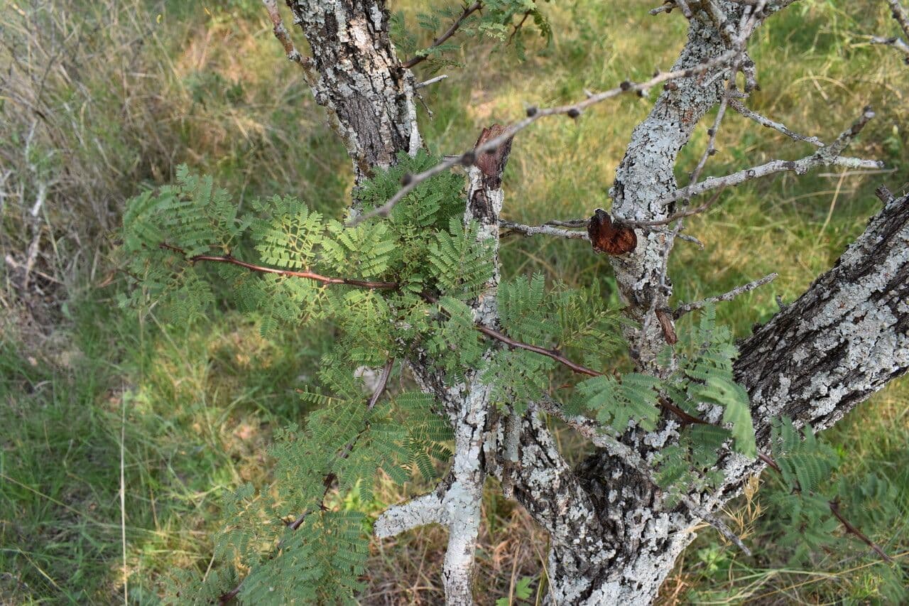 Vachellia 2