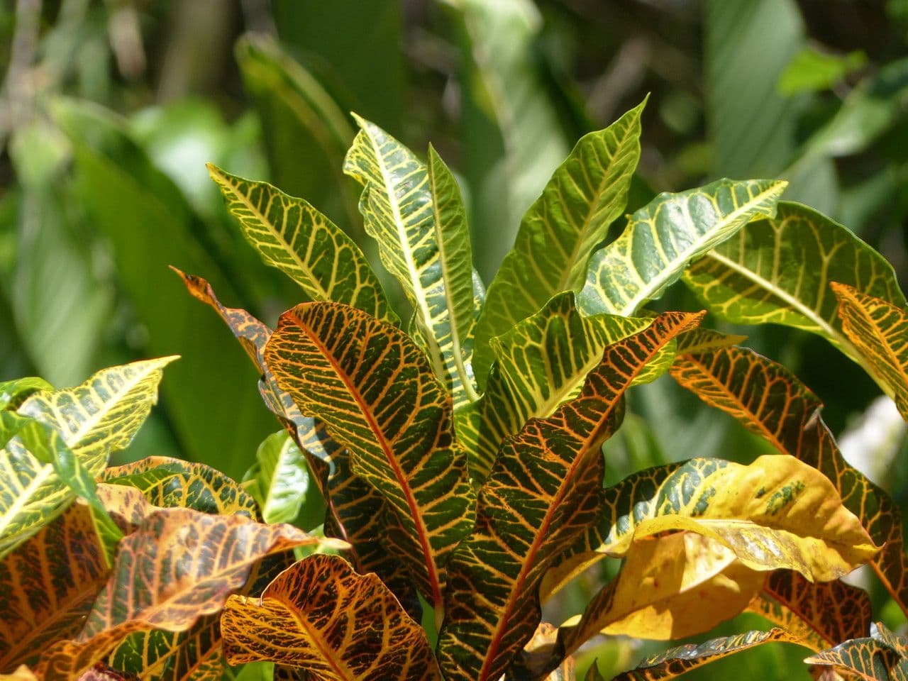 Croton variegato 26