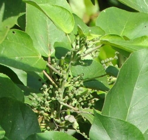 Acalypha