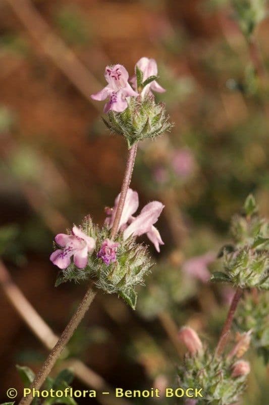 Saturejka thymbra 19