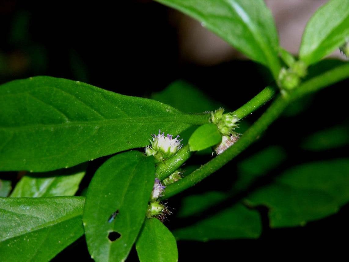 Struchium 18