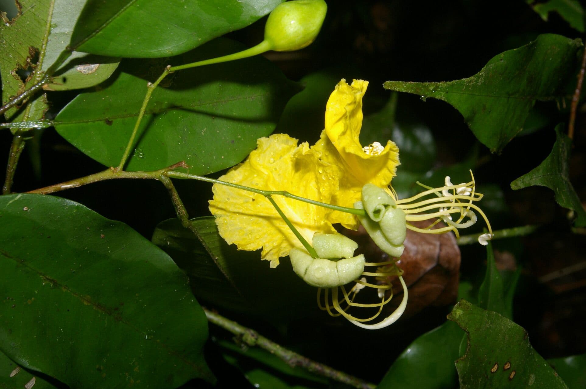 Swartzia 6