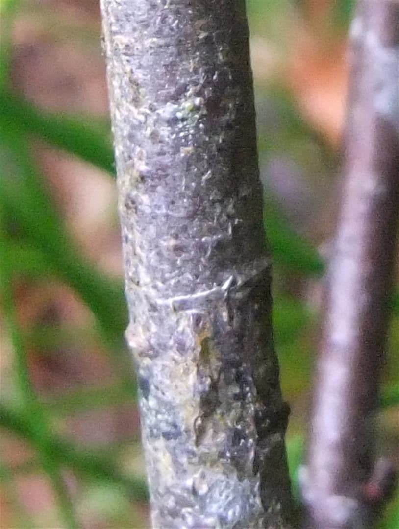 Cotonéaster commun 25