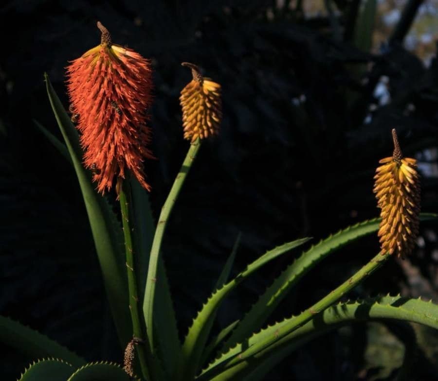 Aloe