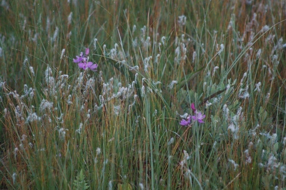 Calopogon tuberoso 9