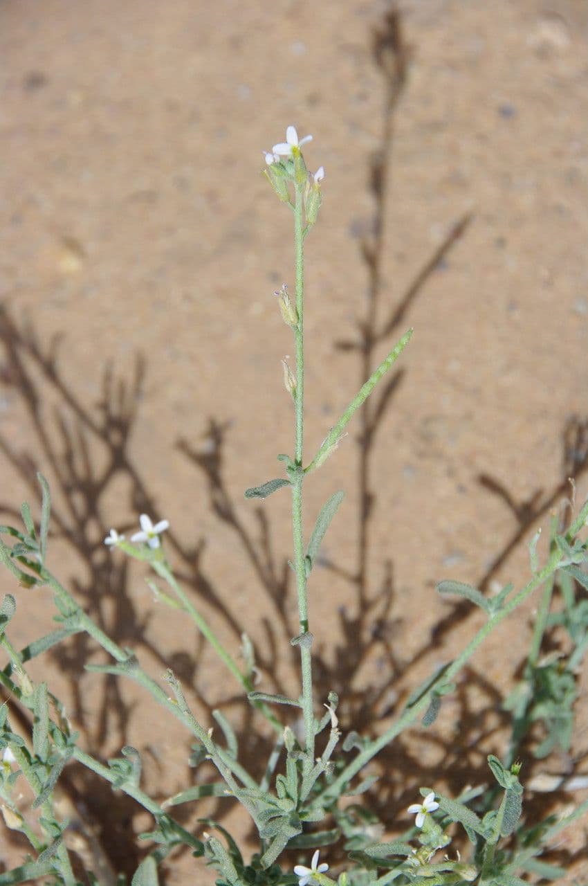 Eremobium egyptské 2