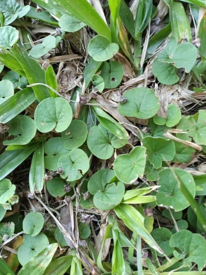 Dichondra a fiore piccolo 25