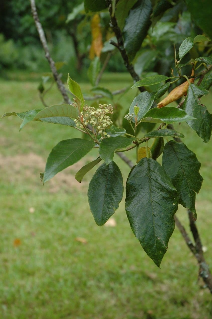 Alphitonia 4