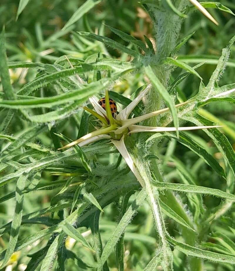 Calcatreppola 26