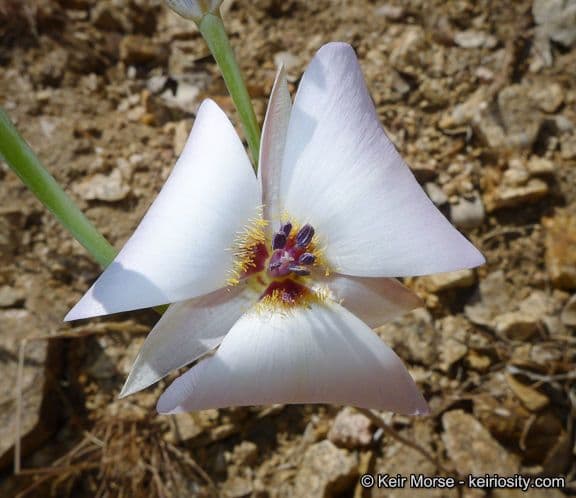 Mariposa semplice 5