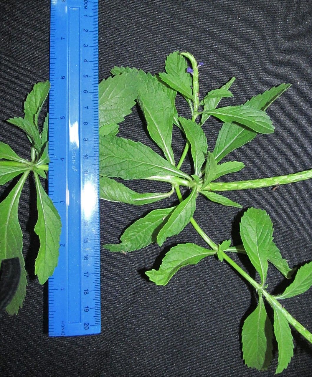 Stachytarpheta 16
