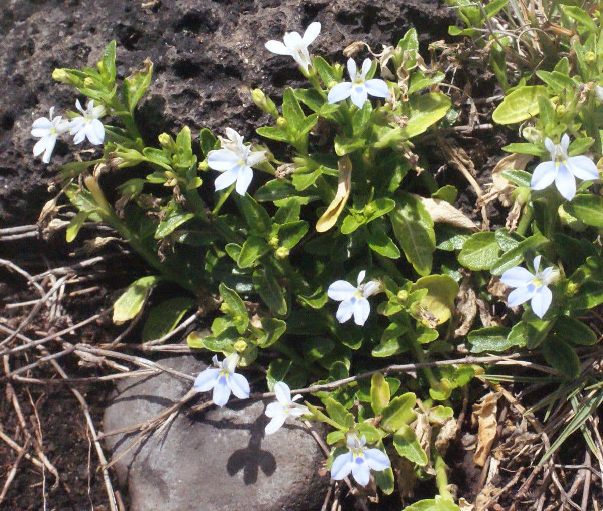 Lobelia strisciante 8
