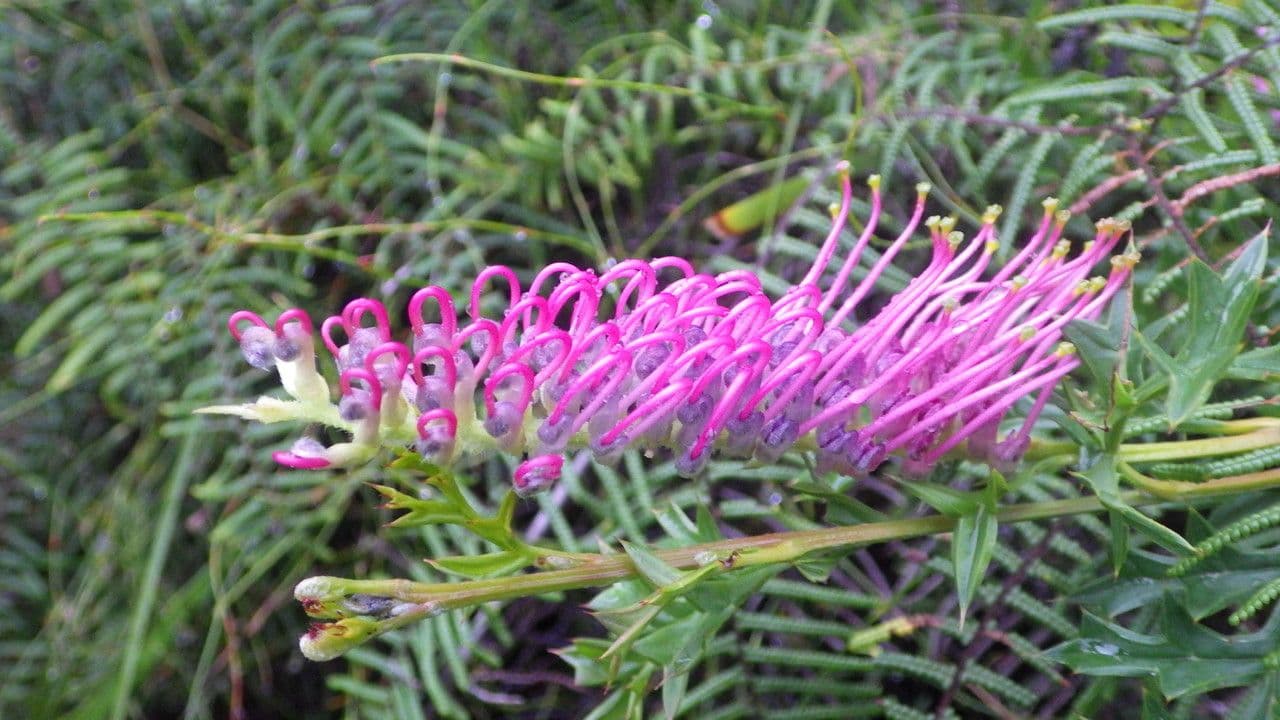 Dornblatt-Grevillea 4