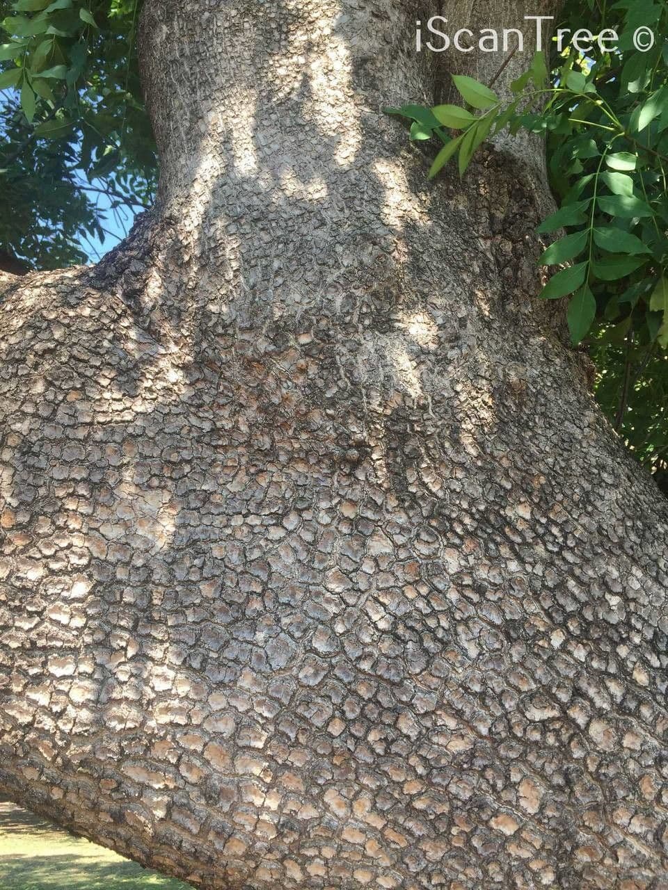 Ekebergia 21