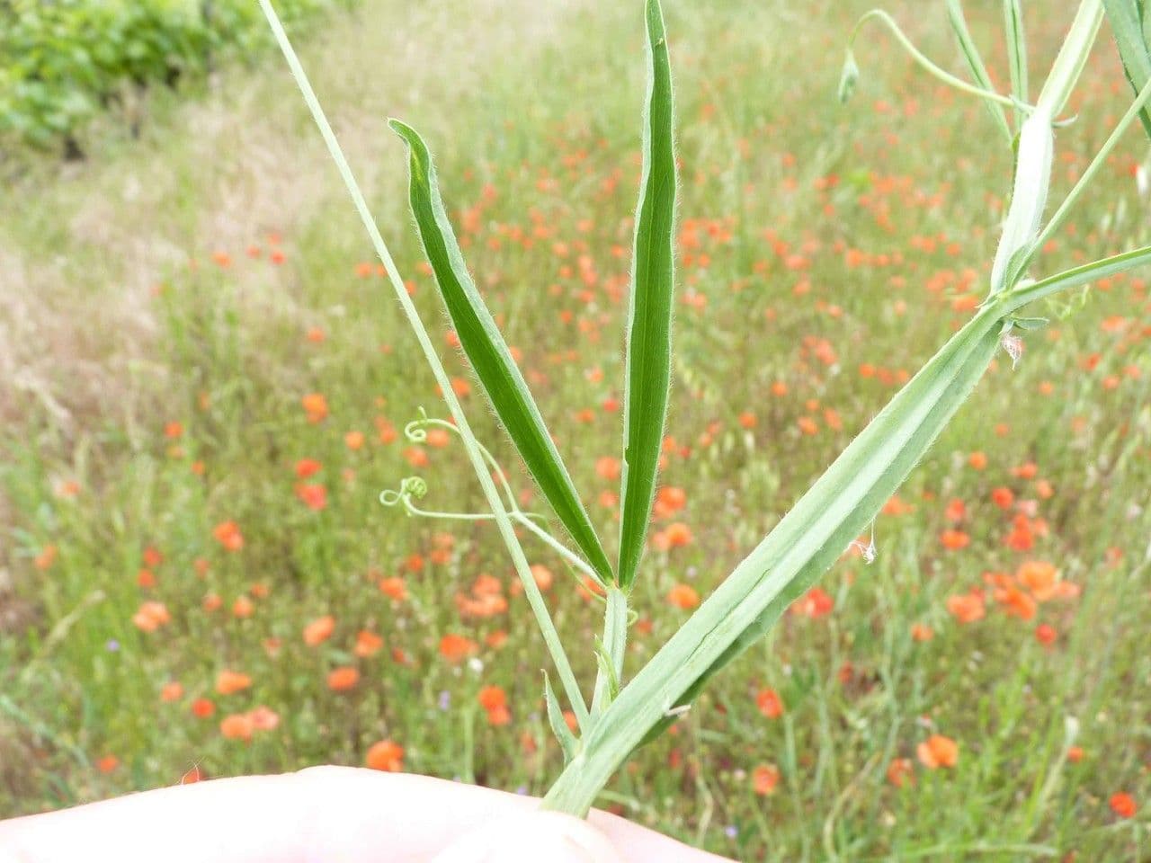 Cicerchia pelosa 16