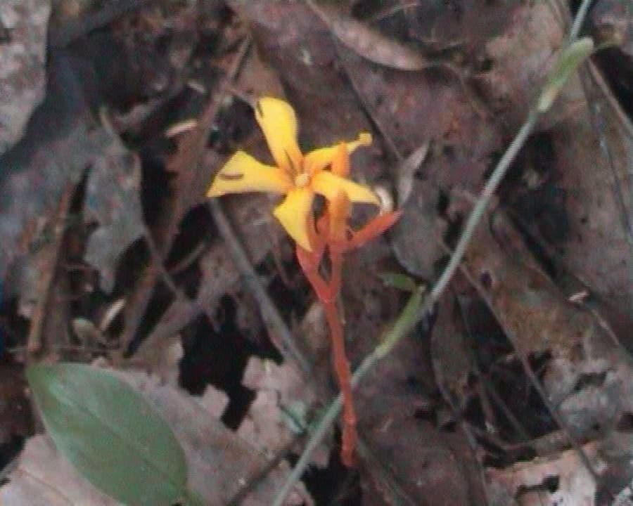Voyria
