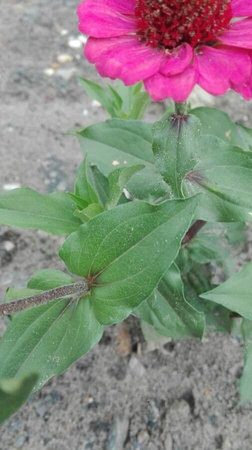 Zinnia di Haage 13