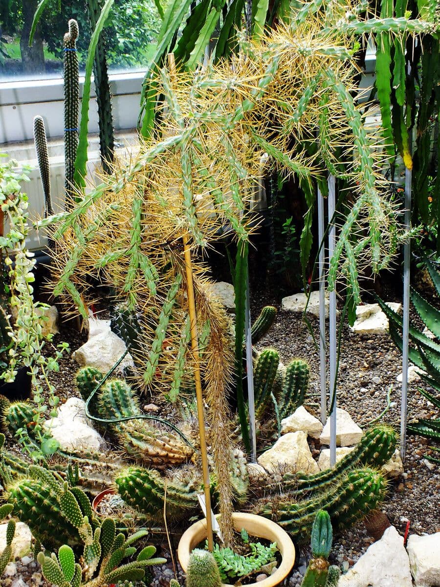 Ummantelte Cholla 10