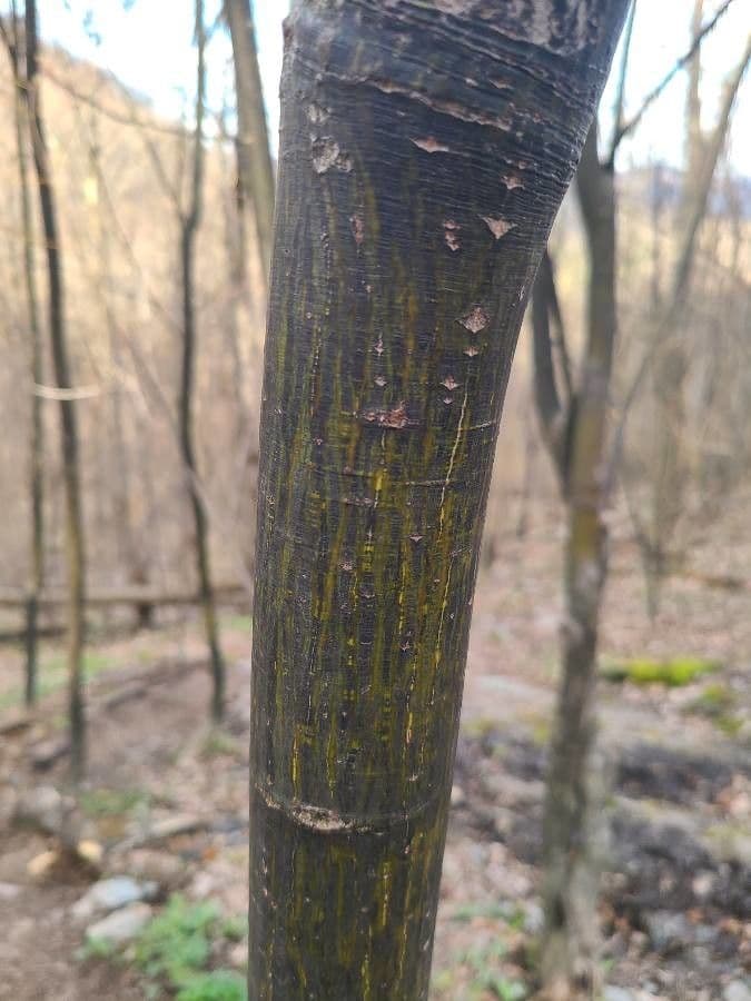 Striped maple 23