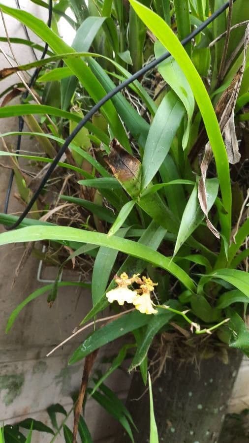 Wydler's dancing-lady orchid 14