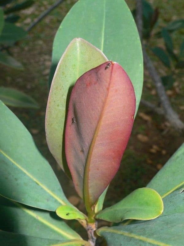 Guayanischer Norantea 14
