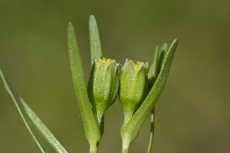 Lasthenia glabra 2