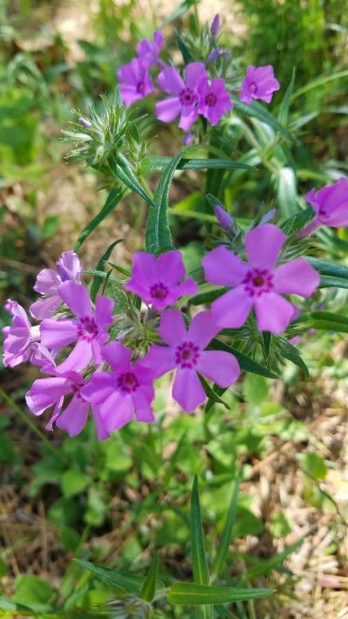 Zottiger Phlox 3