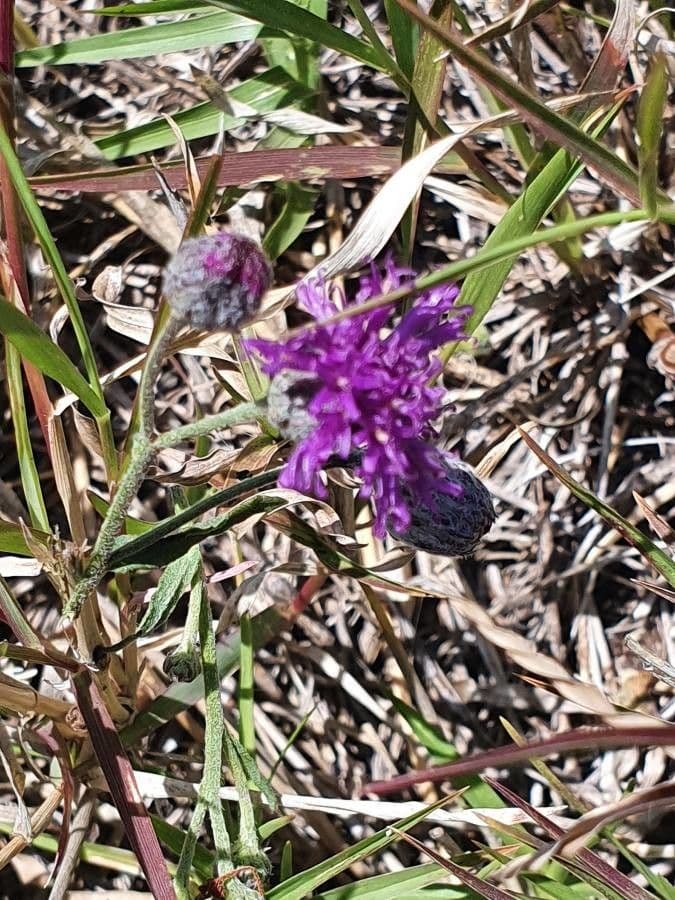 Gutenbergia 2